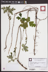 Toxicodendron pubescens image