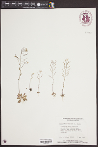 Arabidopsis thaliana image