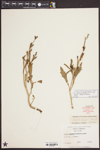 Cakile edentula subsp. harperi image