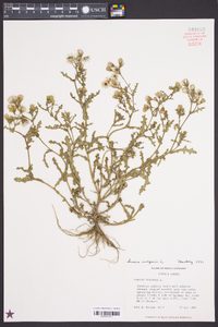 Senecio vulgaris image