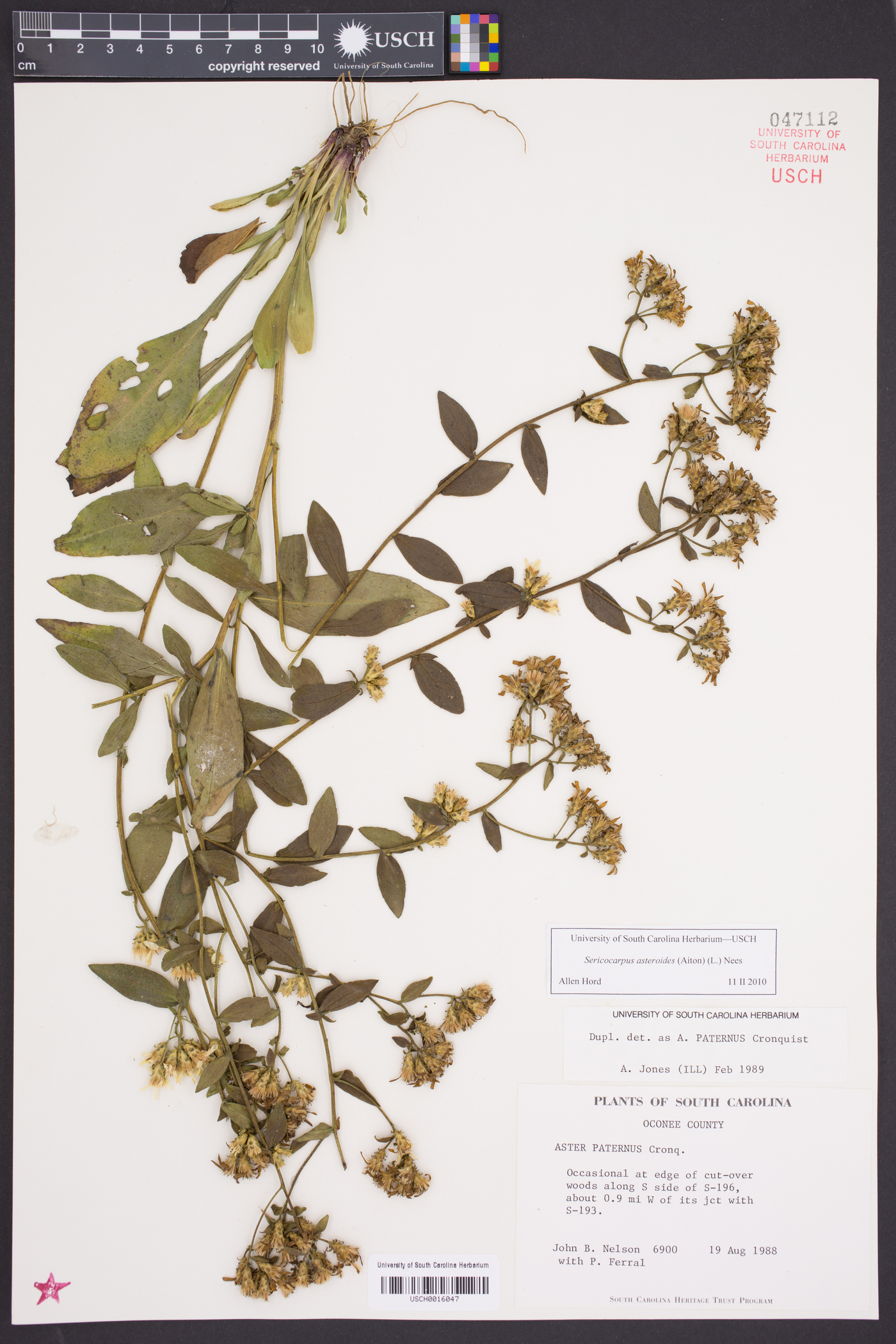 Sericocarpus asteroides image