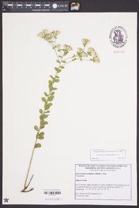 Sericocarpus tortifolius image