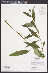 Silphium speciosum image
