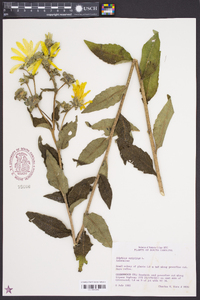 Silphium asteriscus image