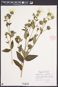 Silphium asteriscus image