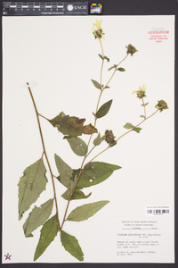 Silphium asteriscus image