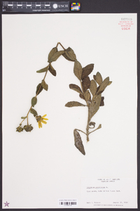 Silphium asteriscus image