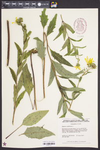 Silphium asteriscus var. asteriscus image