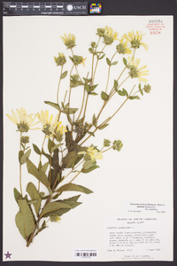 Silphium asteriscus image