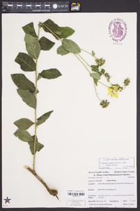 Silphium asteriscus image