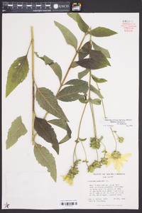 Silphium asteriscus image