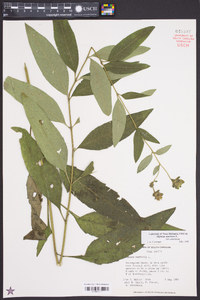 Silphium asteriscus var. asteriscus image