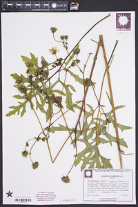 Silphium compositum image