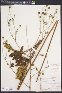 Silphium compositum image