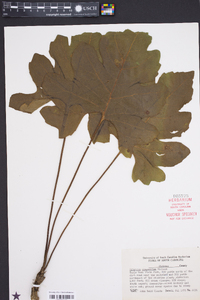 Silphium compositum image