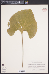 Silphium compositum var. reniforme image