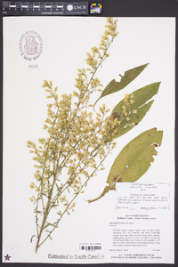 Solidago speciosa image