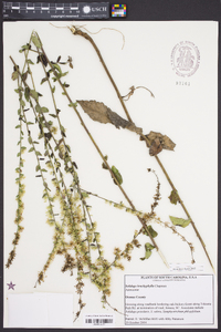 Solidago brachyphylla image