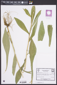 Solidago gracillima image