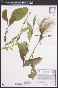 Solidago hispida image