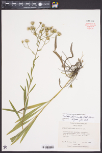 Solidago ptarmicoides image