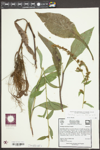 Solidago patula image