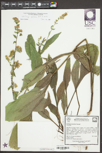 Solidago patula image