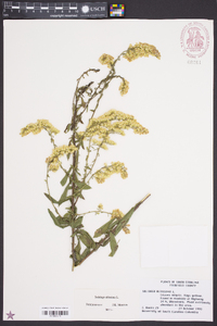 Solidago altissima var. pluricephala image