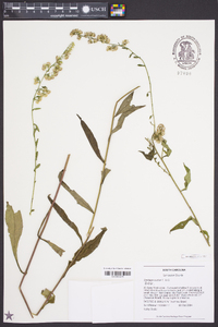 Solidago curtisii image