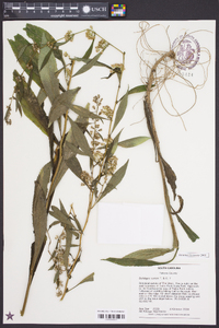 Solidago curtisii image