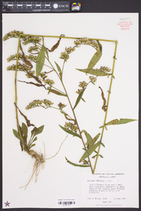 Solidago curtisii image