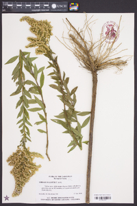 Solidago elliottii image