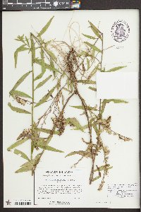 Solidago leavenworthii image