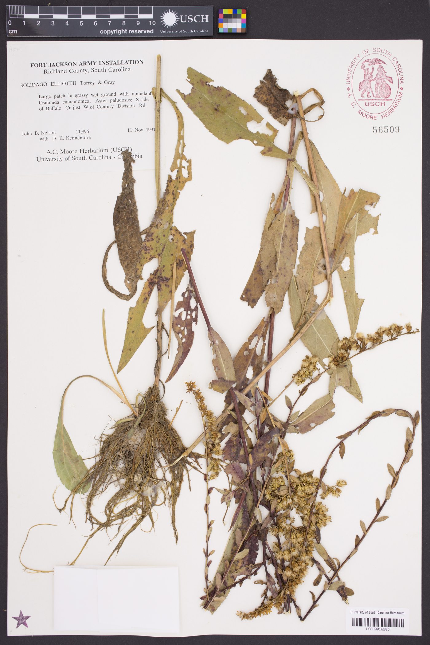 Solidago elliottii image