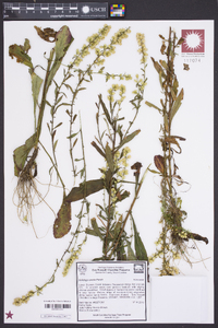 Solidago erecta image