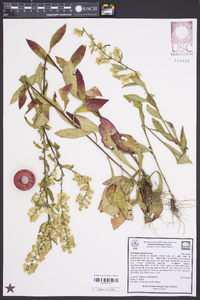 Solidago erecta image