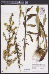 Solidago erecta image