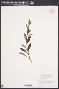 Solidago erecta image