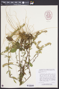 Solidago erecta image