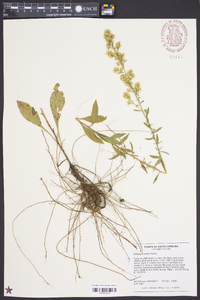 Solidago erecta image