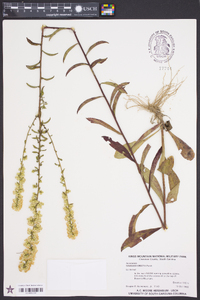 Solidago erecta image