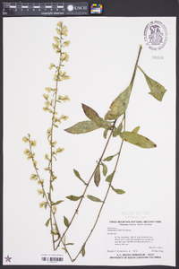 Solidago erecta image