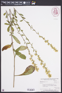 Solidago erecta image