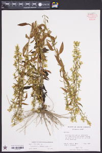 Solidago erecta image