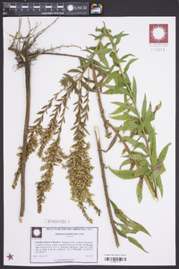 Solidago fistulosa image