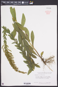 Solidago fistulosa image