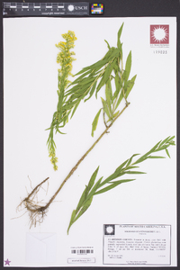 Solidago leavenworthii image