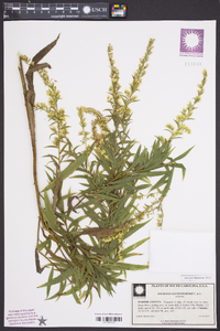 Solidago leavenworthii image