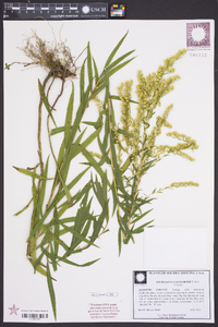 Solidago leavenworthii image