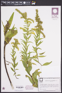 Solidago leavenworthii image